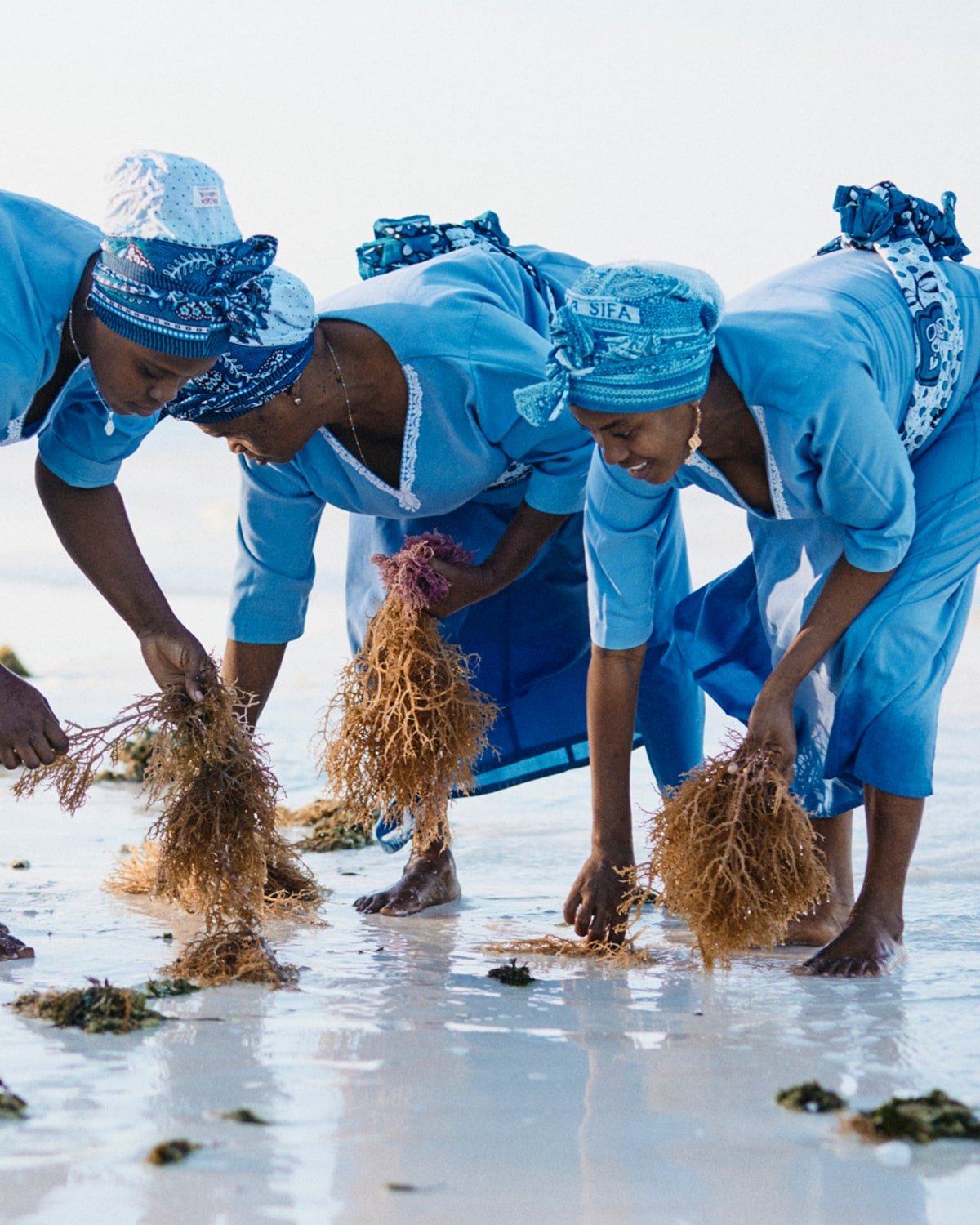 Seaweed Center Experience